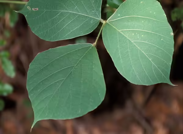 INVASIVE KUDZO
