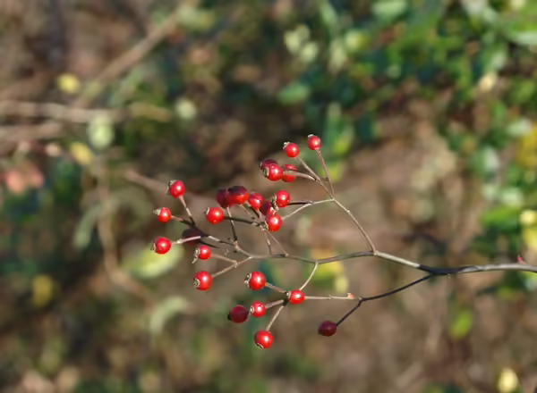 berries on multiflora rose