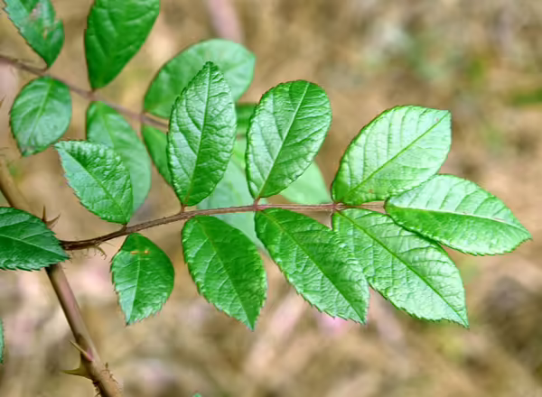 invasive multiflora rose branch