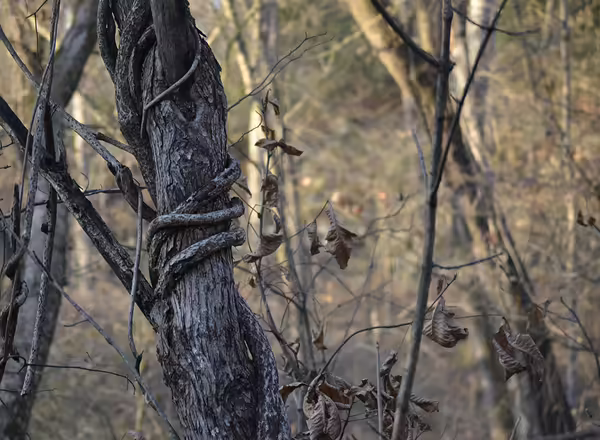 Roundleaf bittersweet strangling tree