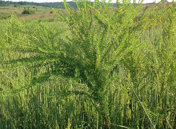 INVASIVE sericea lespedeza bush