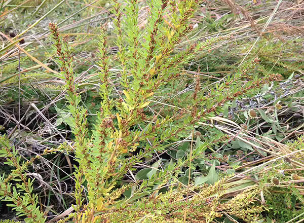 sericea lespedeza stalk