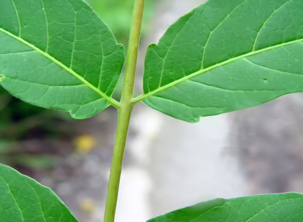 leaves of Tree of Heaven