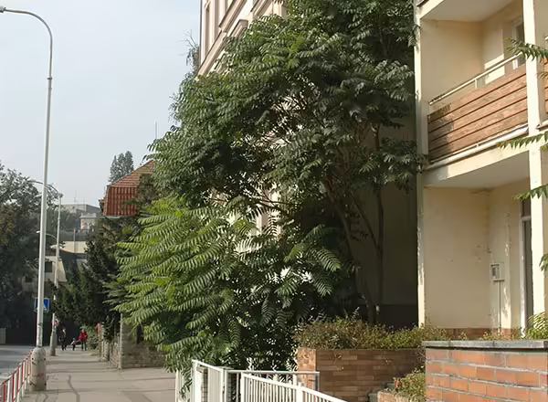 invasive tree of heaven