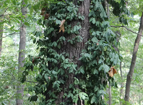 wintercreeper vines wrapping around tree
