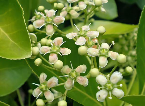 flowering branch of wintercreeper