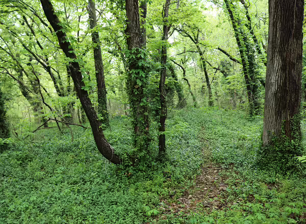 Forest being overtaken by wintercreeper