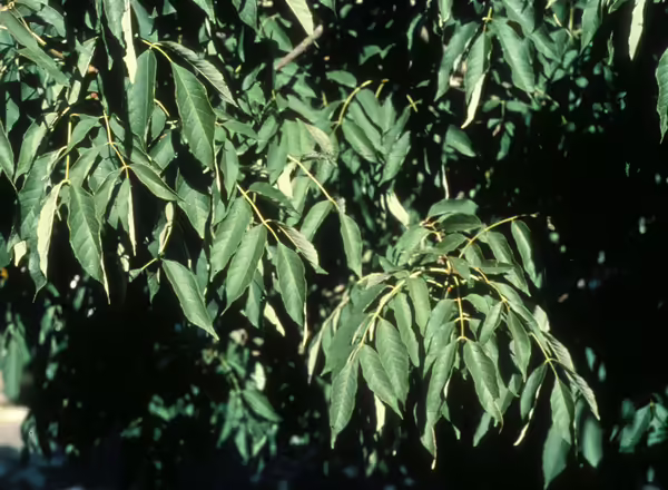 Amur Corktree