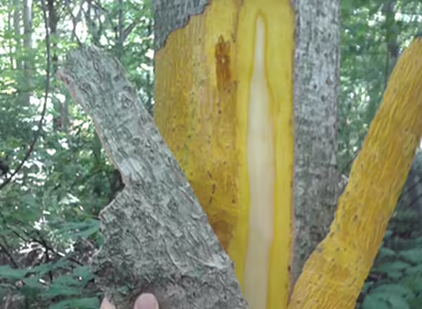 peeling bark of amur corktree