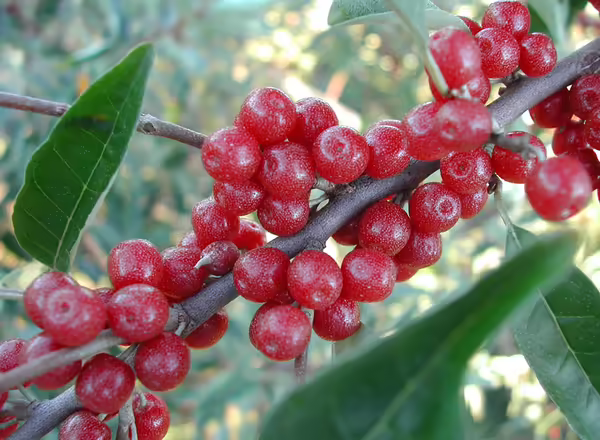 A close up of Autumn Olive focusing on the berries