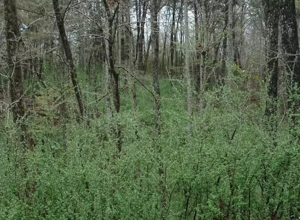 A heavy infestation of Autumn Olive