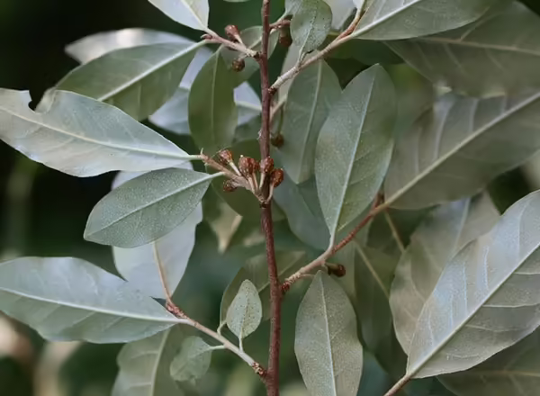 Autumn Olive and its small branches