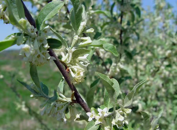 Autumn Olive Branch with flowers