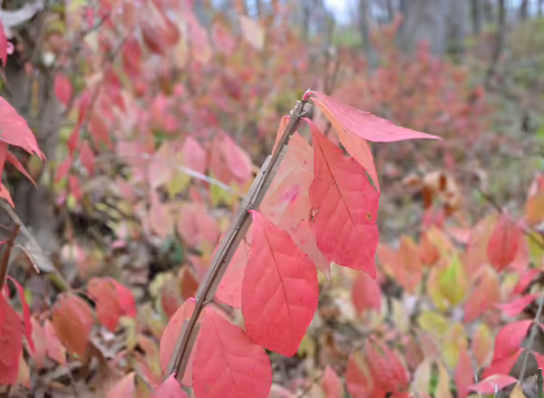 burning bush
