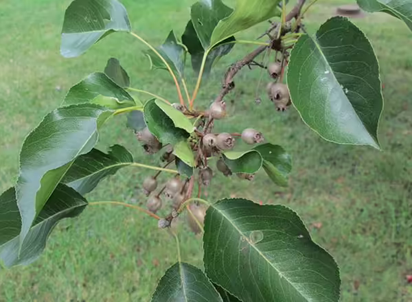 seeds of callery pear