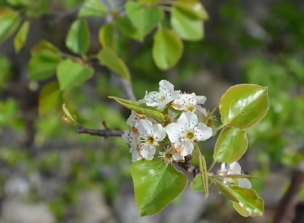 Callery Pear