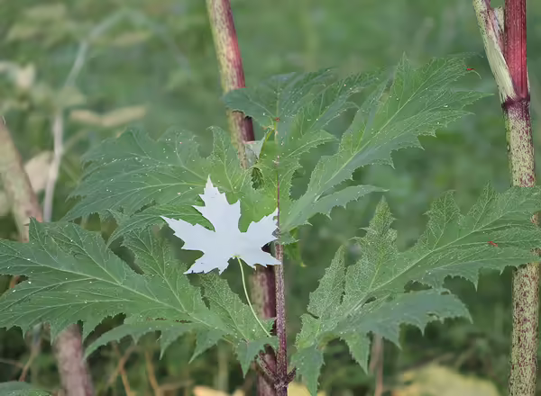 giant hogweed
