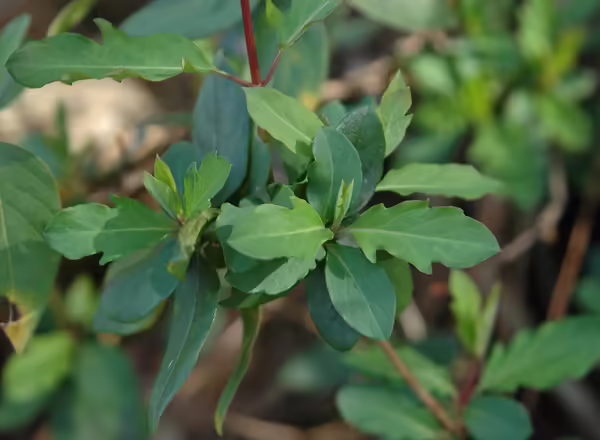 invasive honeysuckle stem