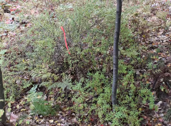 japanese barberry