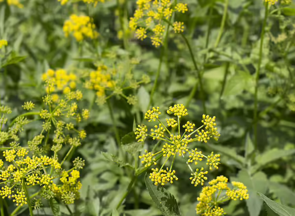 wild parsnip