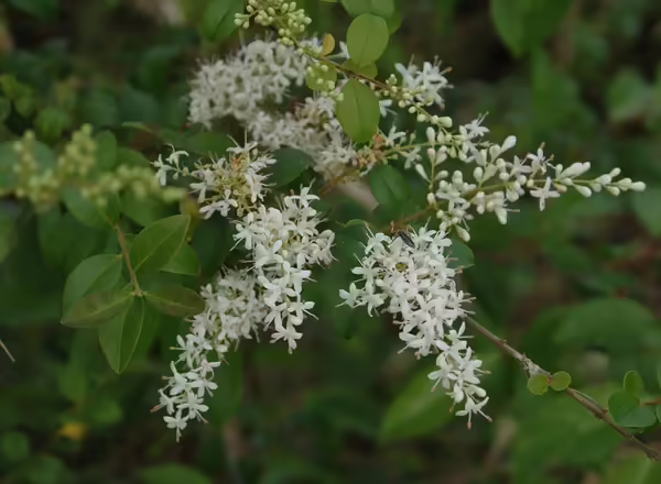flowering branch of privets