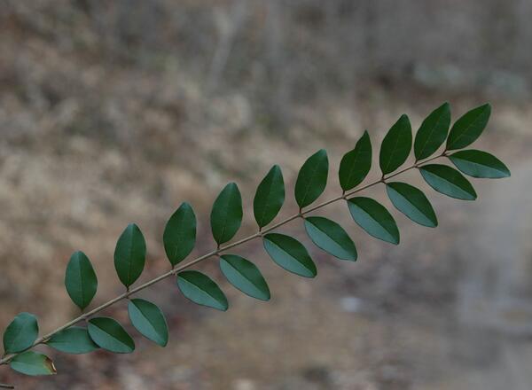 leaves of privets