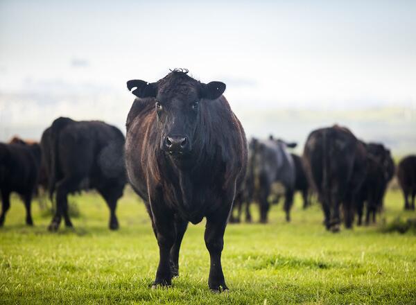 Grass-fed beef cattle roaming on a large ranch in the Central Valley, California
