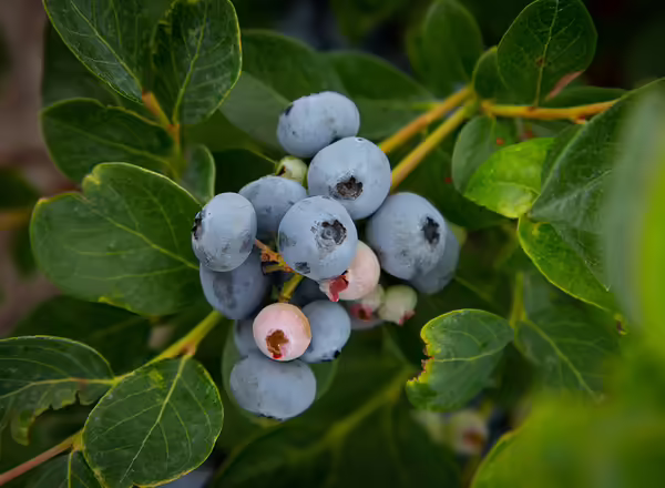 blueberries