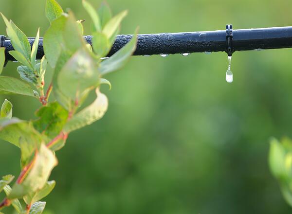 Water saving drip irrigation system being used in a Blueberry field.