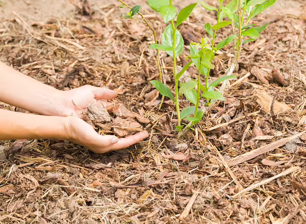 Young adult woman hands putting dry wooden mulch on blueberry bush at garden. Closeup.