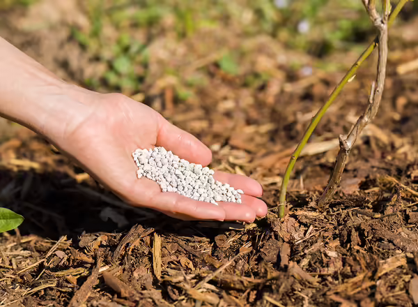 Young adult woman palm holding white complex fertilizer granules for blueberry bush in garden. Closeup. Feeding plants.