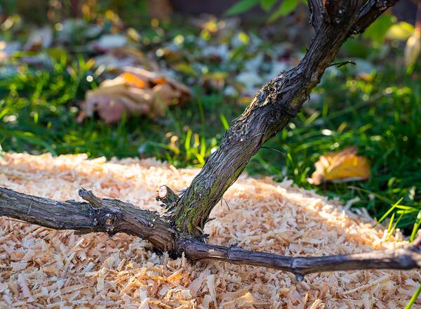 The soil in the vineyard is covered with sawdust for the winter. Mulching the soil before cold snaps. Frost protection for grapes. The rays of the setting sun on the garden bed