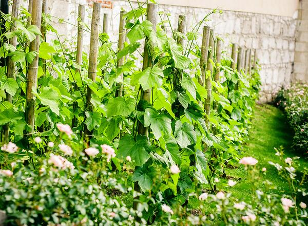 backyard green grapes with support poles