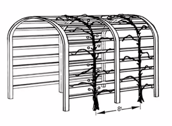 Mature grapevines trained and pruned on an arbor. See renewal spurs
