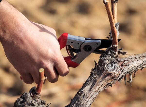 pruning grapes to control size
