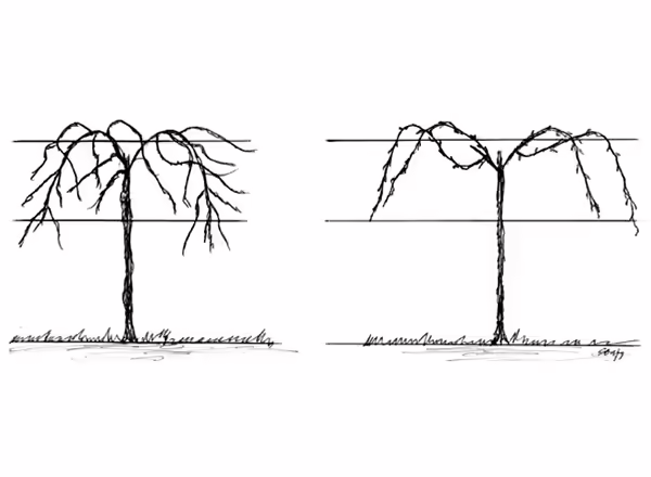 Umbrella Kniffin System of Pruning Grapes before and After.