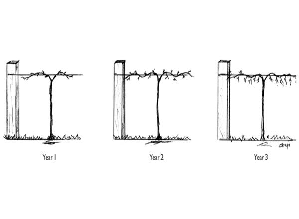 Development of high-cordon system Year 1-3 after pruning
