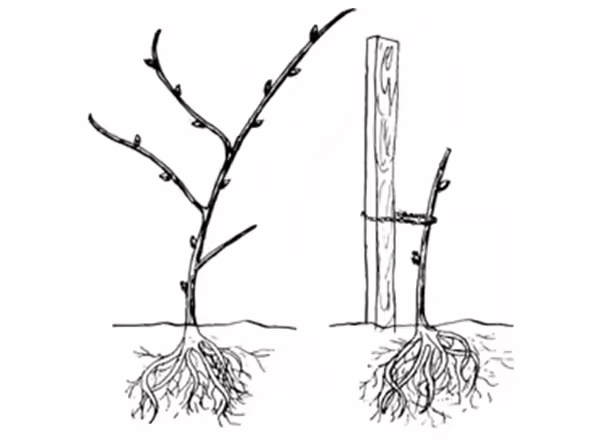 Newly planted grapevine