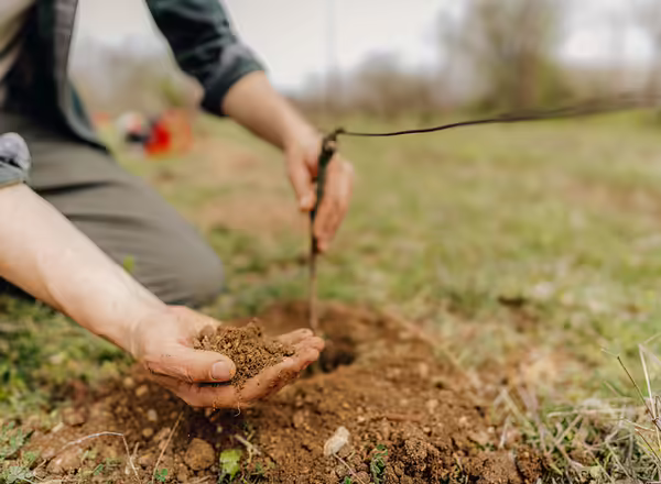 person planting grape vine in back yard