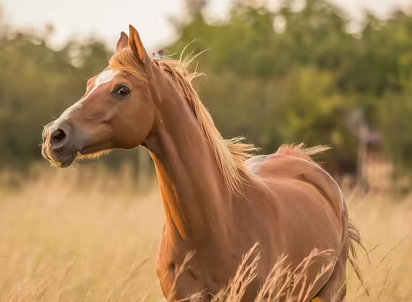 horse