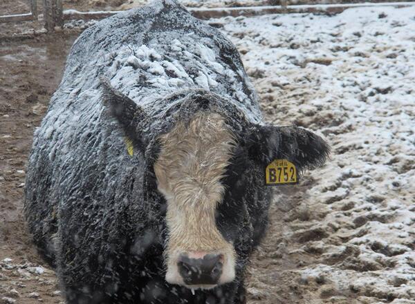 beef cow in winter cold lot with mud and snow