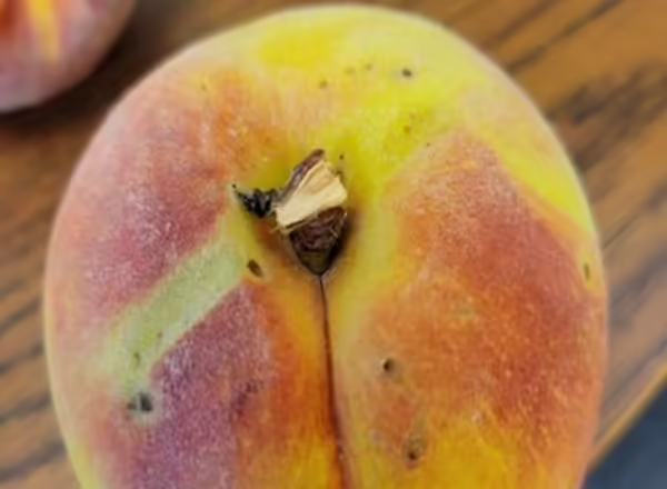 Plum curculio adult feeding damage on a peach.