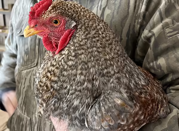 a rooster named couscous being held by one of the farm owners