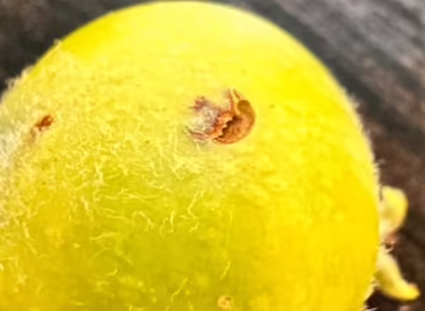 Plum Curculio brown feeding scars on a yellow fruit.
