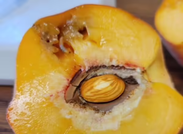Plum Curculio larval feeding on peach.