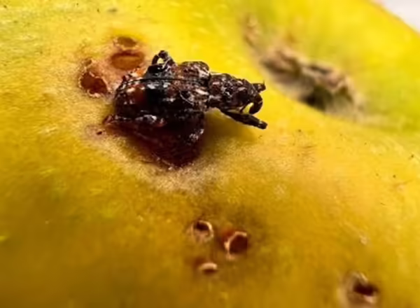 Small, brown Plum Curculio insect eating on an apple.