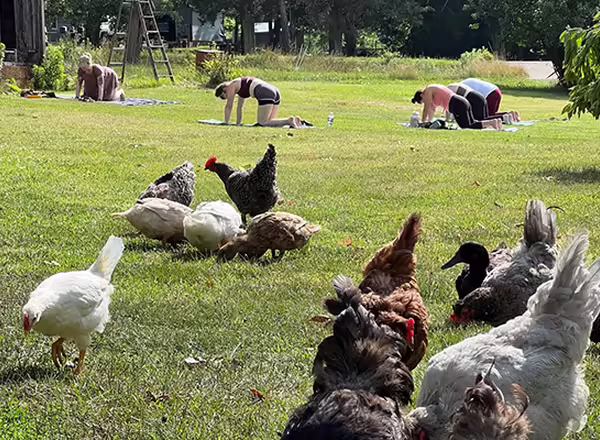chickens in a field with people doing yoga in the background