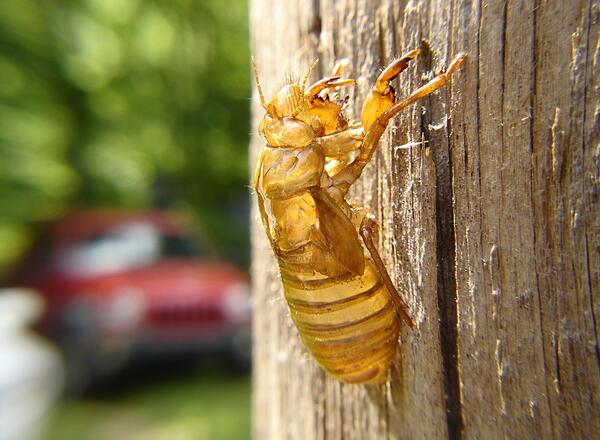 periodical cicada 'skin'