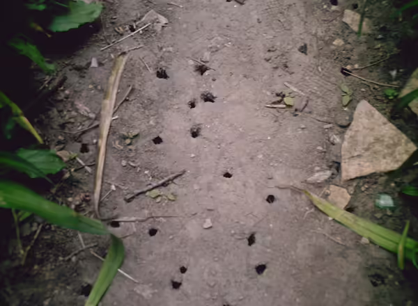 periodical cicada emergence holes