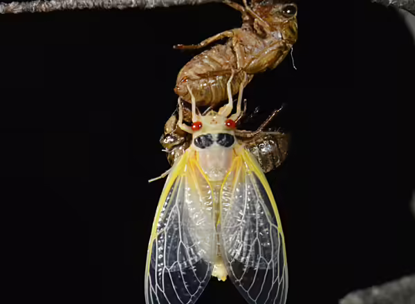 a newly molted white adult periodical cicada holds on to its shed skin